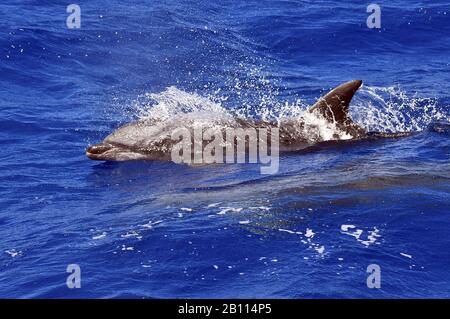 Bottlenosed dolphin, Common bottle-nosed dolphin (Tursiops truncatus), swimming in the open ocean, Atlantic Ocean
