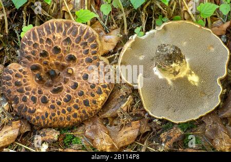 Scaly tooth, Shingled hedgehog, Scaly hedgehog (Sarcodon imbricatus), top view and from below, Germany, Bavaria, Ammergebirge Stock Photo