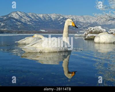 whooper swan (Cygnus cygnus), two swimming whooper swans on a lake in winter, Japan, Hokkaido, Kushiro Stock Photo