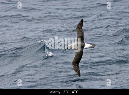 Grey-headed Albatross (Thalassarche chrysostoma, Diomedea chrysostoma), in flight over the ocean, side view, Suedgeorgien Stock Photo