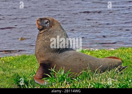 Hooker's sea lion, New Zealand sea lion, Auckland sea lion (Phocarctos hookeri), lies on shore, New Zealand Stock Photo