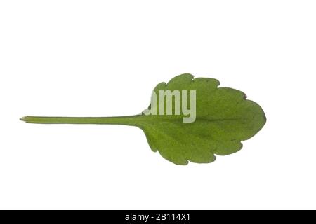 Heartsease, Heart's ease, Heart's delight, Tickle-my-fancy, Wild pansy, Jack-jump-up-and-kiss-me, Come-and-cuddle-me, Three faces in a hood, Love-in-idleness (Viola tricolor), leaf, cutout, Germany Stock Photo