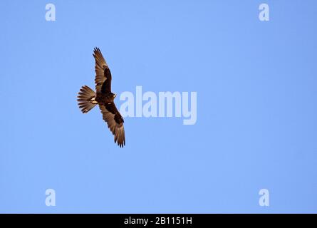 Black Falcon - Falco subniger medium-large falcon endemic to Australia,  mainland states and territories, uniform dark brown to sooty black color,  perching and flying dark bird Stock Photo