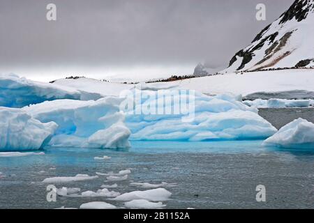 icebergs at the coast, Antarctica, Cuverville Island, Cuverville