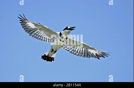 lesser pied kingfisher (Ceryle rudis), calls in flight, Uganda Stock Photo