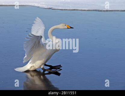 whooper swan (Cygnus cygnus), lands on frozen lake, Japan, Hokkaido, Kushiro Stock Photo