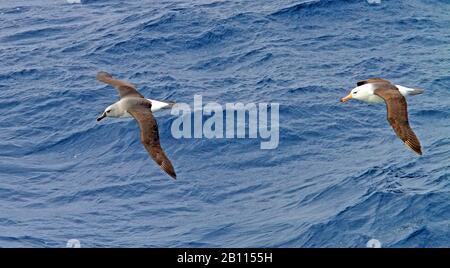 Grey-headed Albatross (Thalassarche chrysostoma, Diomedea chrysostoma), two grey-headed albatrosses in flight over the ocean, side view, Suedgeorgien Stock Photo