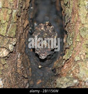 endemic wild bee leaves its nest in a tree, Cuba, Zapata  National Park Stock Photo