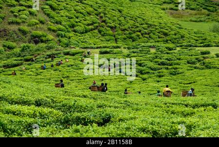 Tea pickers on a tea plantation near Mbeya, Tanzania, Africa Stock Photo