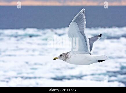 glaucous-winged gull (Larus glaucescens), adult winterplumage wintering in Japan, Japan Stock Photo