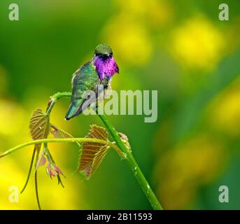bumblebee hummingbird (Atthis heloisa), sits on a stem, Mexico