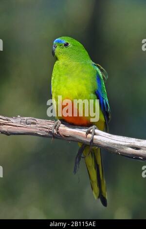 orange-bellied parrot (Neophema chrysogaster), sitting on a branch, Australia, Tasmania Stock Photo