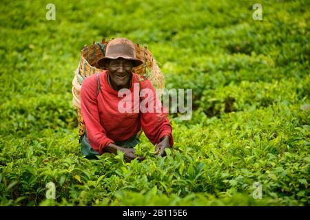 Tea pickers on a tea plantation near Mbeya, Tanzania, Africa Stock Photo