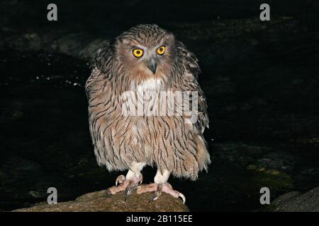 blakistons fish owl (Bubo blakistoni), sits on a stone, Japan, Hokkaido Stock Photo