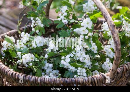 English hawthorn, midland hawthorn (Crataegus laevigata), harvesting of hawthorn flowers in a basket, Germany Stock Photo