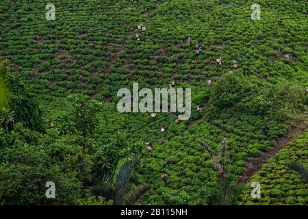 Tea pickers on a tea plantation near Mbeya, Tanzania, Africa Stock Photo