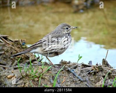 Asian Buff-bellied Pipit (Anthus rubescens japonicus), stands on shore, Japan Stock Photo