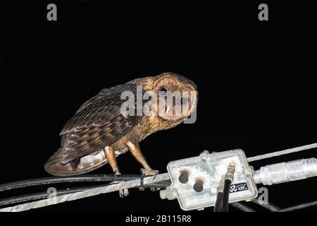 Lesser Antillean Barn Owl (Tyto alba insularis, Tyto insularis), perching on a cable, Grenada Stock Photo