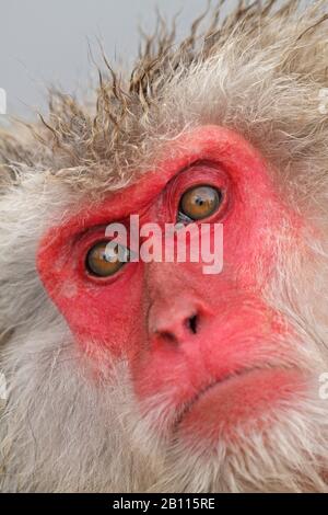 Japanese macaque, snow monkey (Macaca fuscata), portrait , Japan Stock Photo