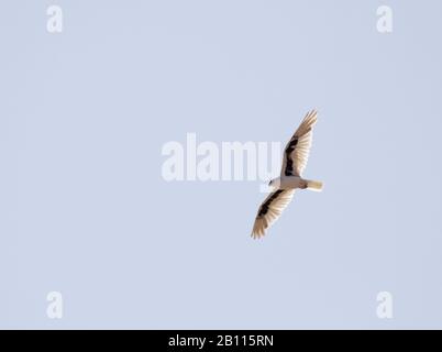 letter-winged kite (Elanus scriptus), in flight, Australia Stock Photo ...
