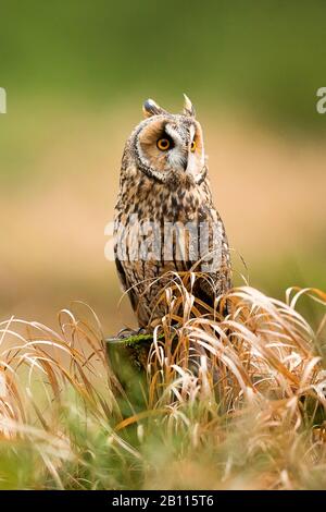 long-eared owl (Asio otus), sits on a tree snag, Czech Republic Stock Photo