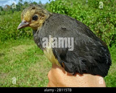 maleo fowl (Macrocephalon maleo), young bird in a hand, side view, Indonesia, Sulawesi Stock Photo