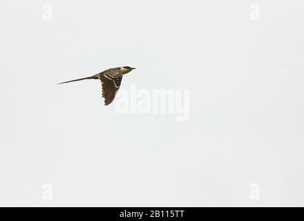 great spotted cuckoo (Clamator glandarius), flying, Asia Stock Photo