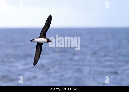 Tahiti Petrel (Pseudobulweria rostrata), flying over the sea, New Caledonia Stock Photo