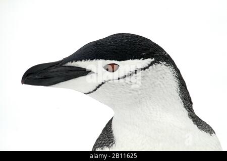 bearded penguin, chinstrap penguin (Pygoscelis antarctica, Pygoscelis antarcticus), portrait, Antarctica Stock Photo