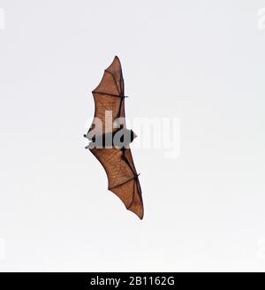 Black-eared flying fox, Blyth's flying fox (Pteropus melanotus), in flight, Christmas Island Stock Photo