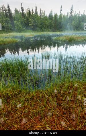 morning mist over a swamp, Sweden, Lapland, Norrbotten, Gaellivare Stock Photo