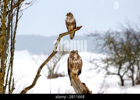 Eurasian buzzard (Buteo buteo), two buzzards perching on a branch in winter, Germany, Baden-Wuerttemberg Stock Photo