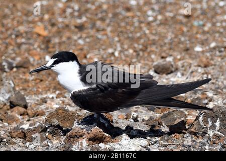 sooty tern (Sterna fuscata, Onychoprion fuscatus), sits on shore, Africa, Ascension island Stock Photo
