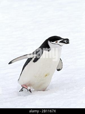 bearded penguin, chinstrap penguin (Pygoscelis antarctica, Pygoscelis antarcticus), with nesting material in its bill, Antarctica Stock Photo