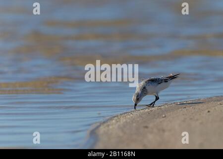 sanderling (Calidris alba), on the feed on the beach, Italy, Sardegna Stock Photo