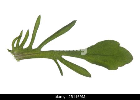 Heartsease, Heart's ease, Heart's delight, Tickle-my-fancy, Wild pansy, Jack-jump-up-and-kiss-me, Come-and-cuddle-me, Three faces in a hood, Love-in-idleness (Viola tricolor), leaf, cutout, Germany Stock Photo