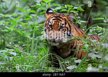 Sumatran tiger (Panthera tigris sumatrae), portrait, Indonesia, Sumatra