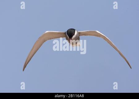 whiskered tern (Chlidonias hybrida), in flight, front view, Spain Stock Photo