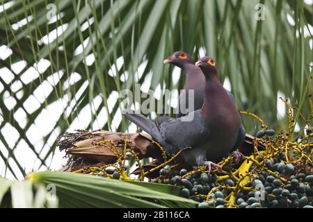 scaly-naped pigeon, red-necked pigeon (Patagioenas squamosa), couple sits on palm, Cuba Stock Photo