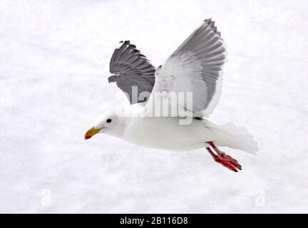 glaucous-winged gull (Larus glaucescens), adult with winterplumage wintering in Japan, Japan Stock Photo