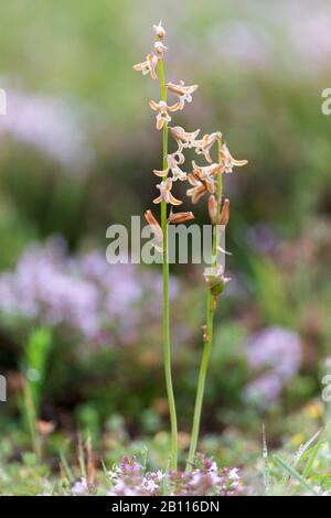 Dipcadi (Dipcadi serotinum), blooming, Italy Stock Photo