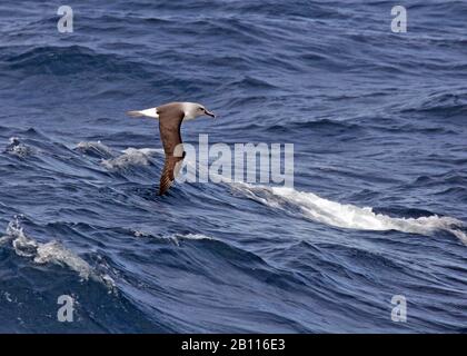 Grey-headed Albatross (Thalassarche chrysostoma, Diomedea chrysostoma), in flight over the ocean, side view, Suedgeorgien Stock Photo