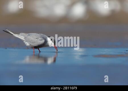 whiskered tern (Chlidonias hybrida), stands drinking in shallow water, side view, Spain Stock Photo