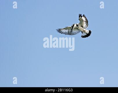 lesser pied kingfisher (Ceryle rudis), calls in flight, Uganda Stock Photo