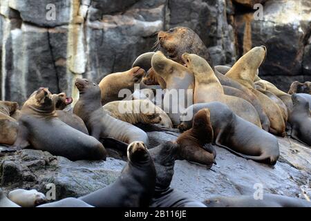 Southern sea lion, South American sea lion, Patagonian sea lion (Otaria flavescens, Otaria byronia), group at rocky coast, Peru Stock Photo