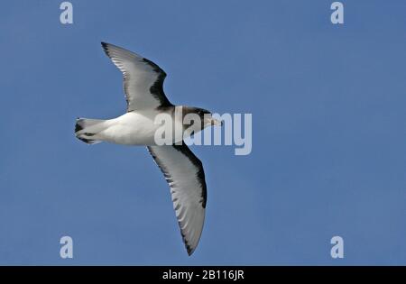 Antarctic petrel (Thalassoica antarctica), in flight in the blue sky, view from below, Antarctica Stock Photo