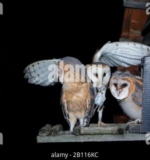 Barn owl (Tyto alba), young with mouse in its bill, Germany, North Rhine-Westphalia Stock Photo