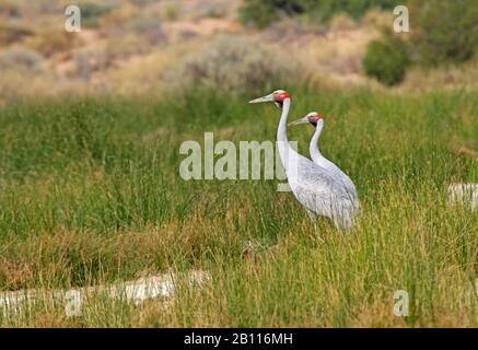 brolga (Grus rubicunda), two brolgas, Australia Stock Photo