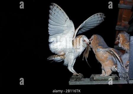 Barn owl (Tyto alba), adult feeds young with a mouse, Germany, North Rhine-Westphalia Stock Photo