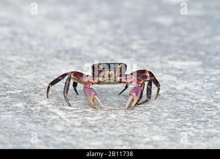 mudflat fiddler (Uca rapax), on the beach, front view, Christmas Island Stock Photo
